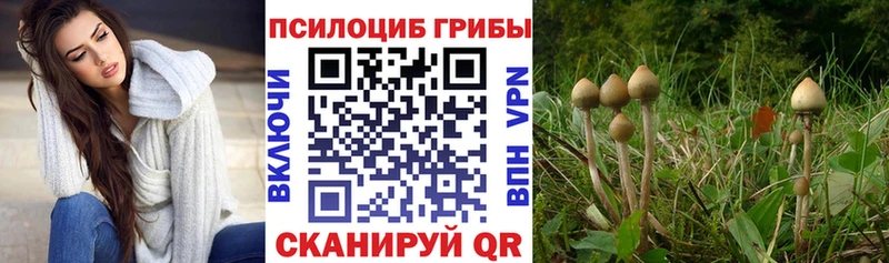 Галлюциногенные грибы Cubensis  ссылка на мегу ссылки  Буинск 